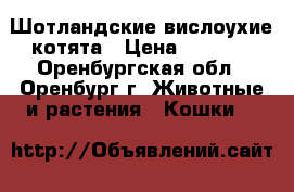 Шотландские вислоухие котята › Цена ­ 2 000 - Оренбургская обл., Оренбург г. Животные и растения » Кошки   
